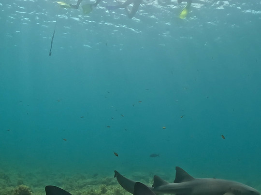 Bruno Galvão-费尔南多-迪诺罗尼亚群岛必去景点