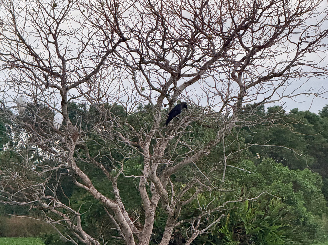 Kalametiya Bird Watching & Ecotourism-Kalametiya必去景点