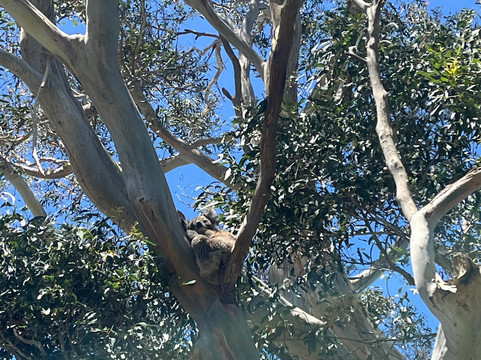 TOURS AROUND MELBOURNE-墨尔本必去景点