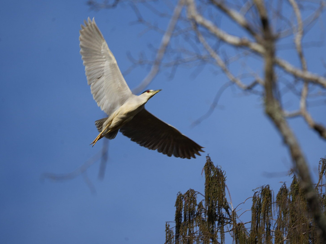 Airboat And Gator Charters-De Leon Springs必去景点