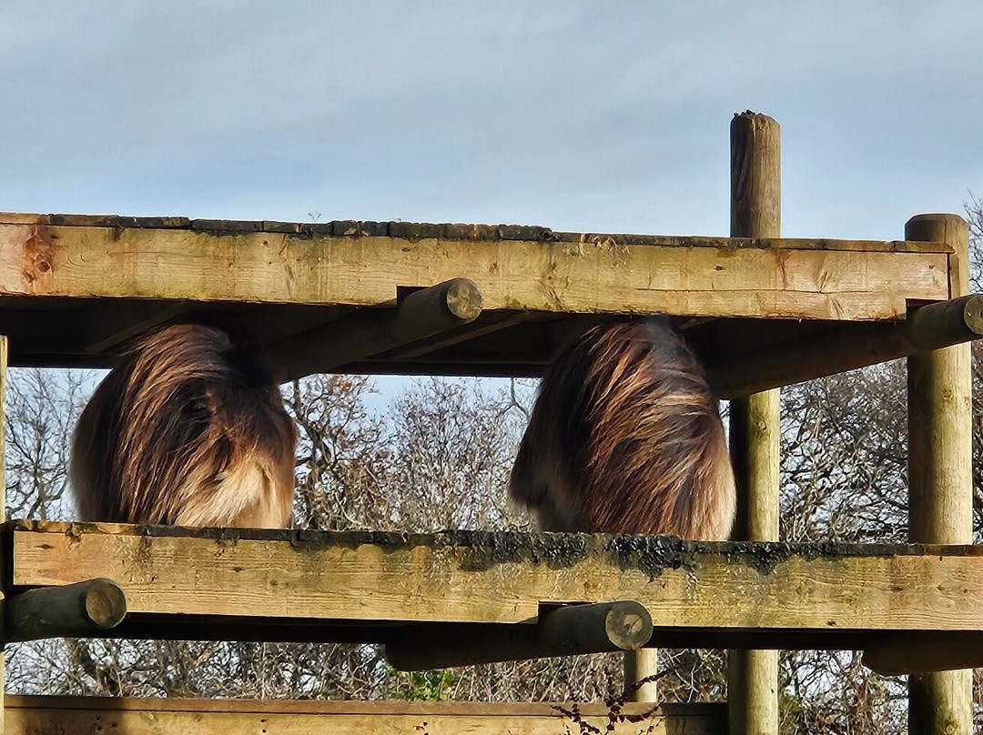 Bristol Zoo Project-Easter Compton必去景点