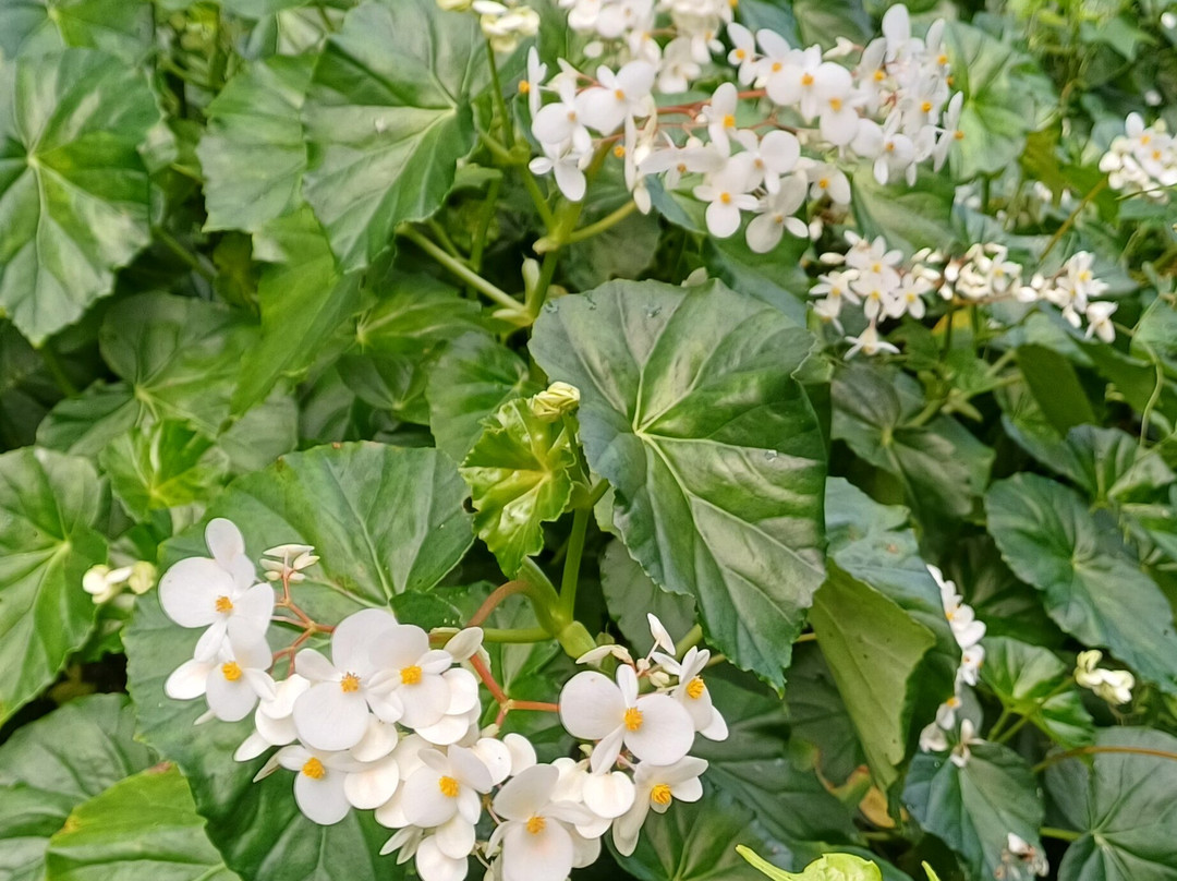 Jardin Botanique de Valombreuse-Petit-Bourg必去景点