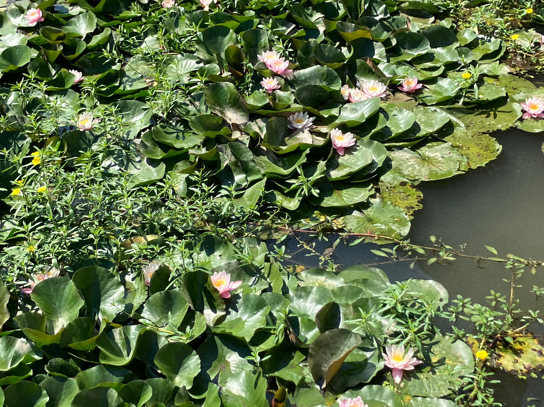 Giardino di Villa Emo-Monselice必去景点