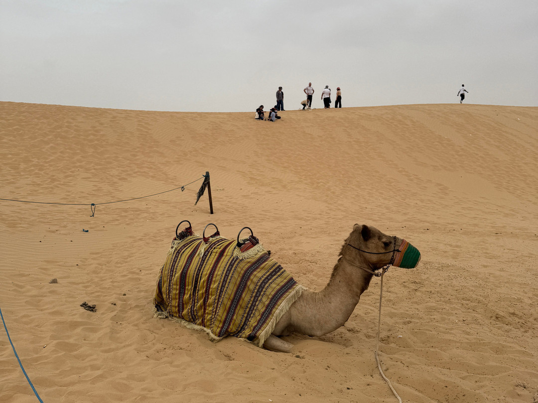 Abu Dhabi Desert Safari-阿布扎比必去景点