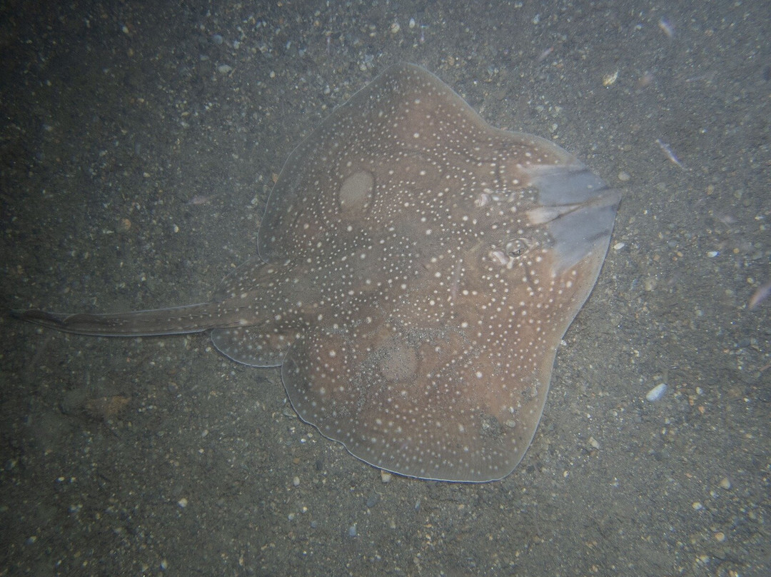 Black Frog Divers-托罗克斯必去景点