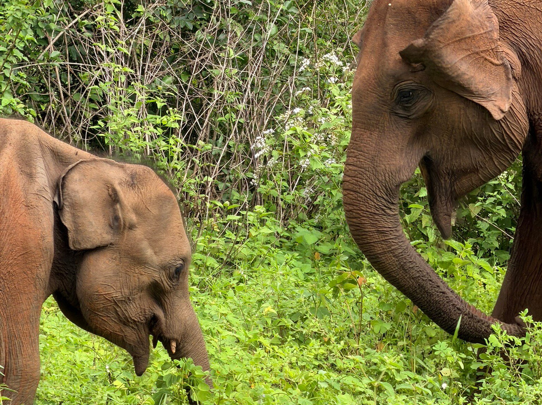 Niluka Safari-乌达瓦拉瓦必去景点