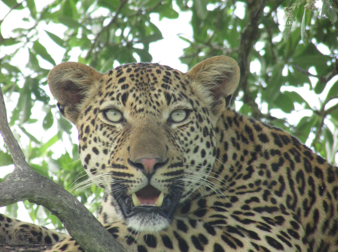 Snyman Safaris-南帚必去景点