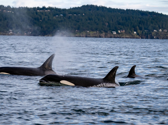 Maya's Legacy Whale Watching-星期五港湾必去景点