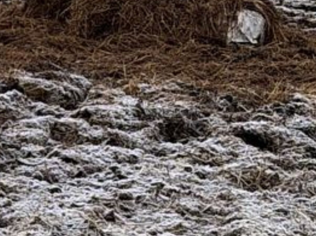 Ponyzeit Hof Bartelsen