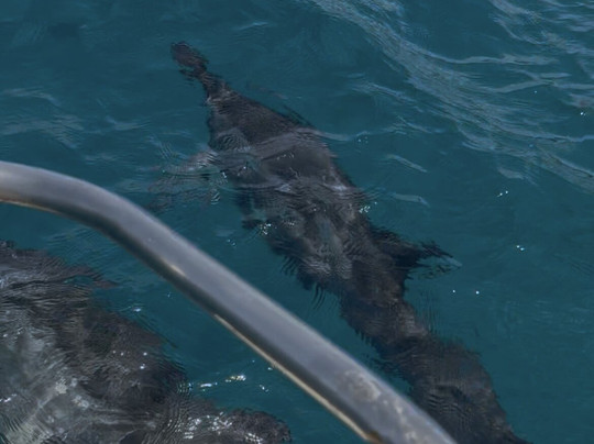 Barco Em Noronha-费尔南多-迪诺罗尼亚群岛必去景点