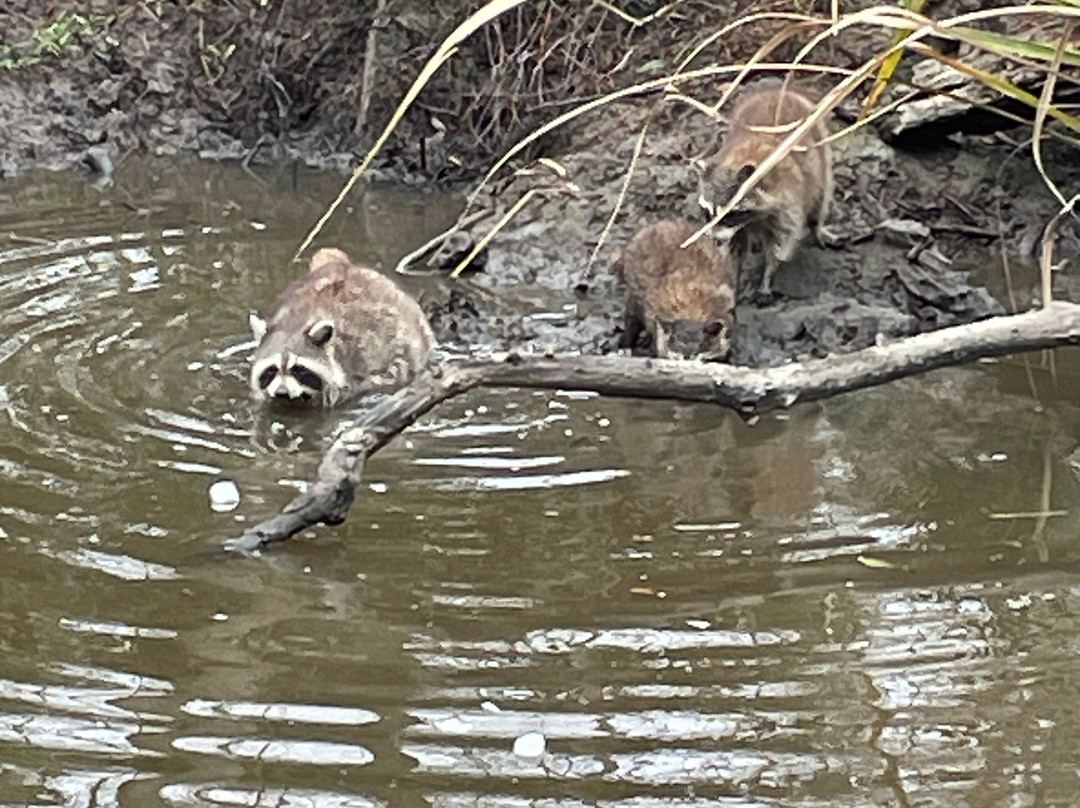 Cajun Pride Swamp Tours-LaPlace必去景点