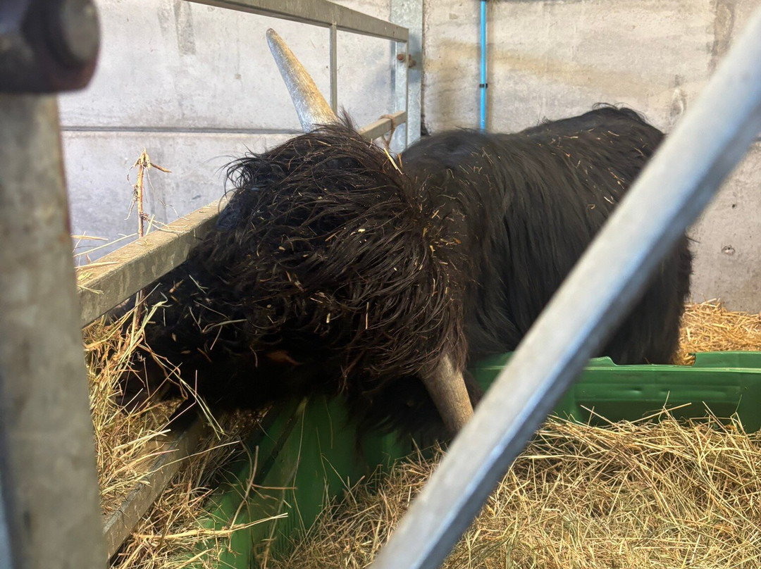 Matlock Farm Park-马特洛克必去景点