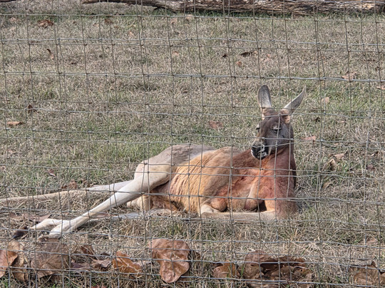 Cherokee Trace Drive-Thru Safari-Jacksonville必去景点