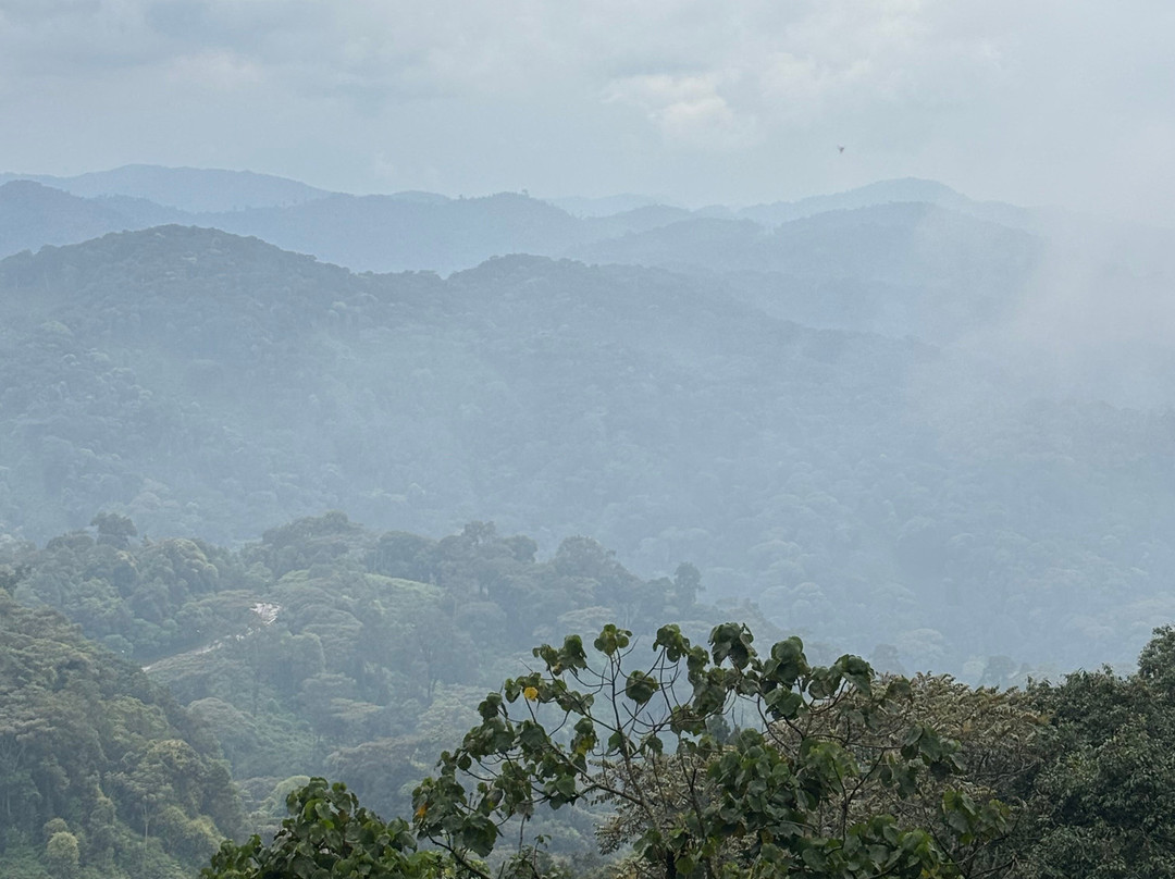 Nyungwe National Park - Rwanda-Western Province必去景点