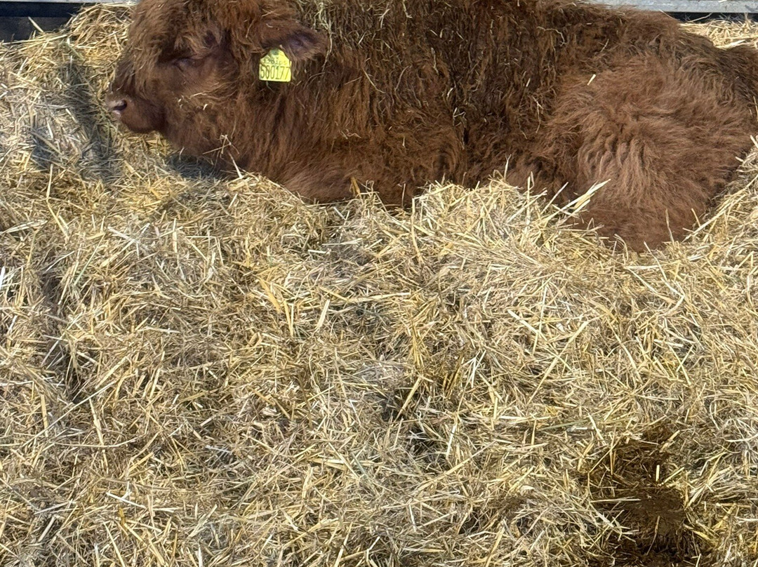 Cannon Hall Farm-Cawthorne必去景点