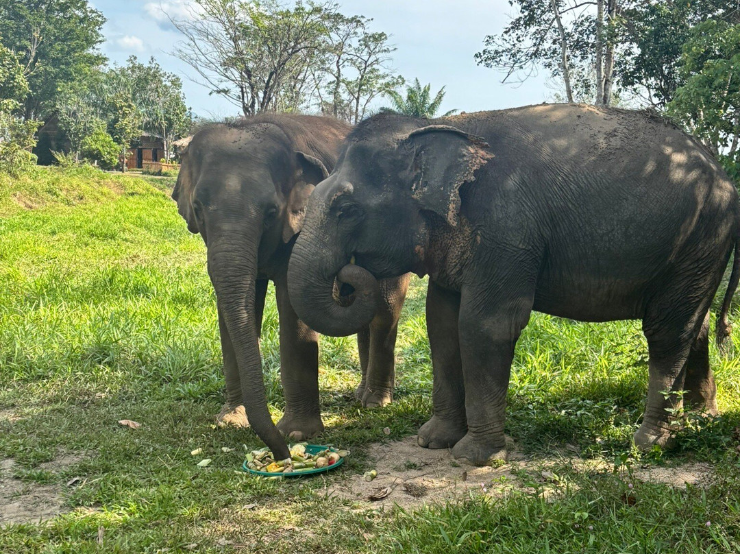 Phuket Elephant Nature Reserve-他朗必去景点