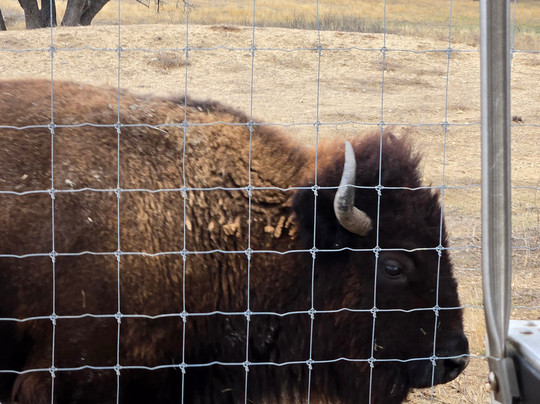 Grapetown Vineyard-弗雷德里克斯堡必去景点