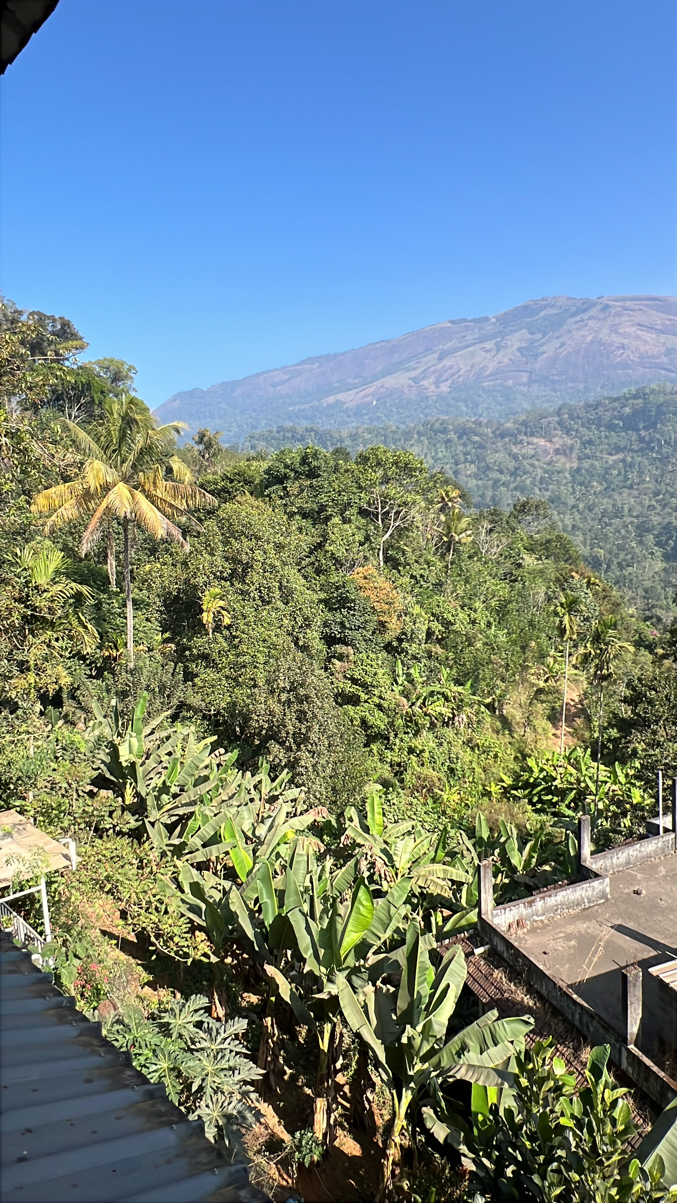 Mistletoe Munnar-官方