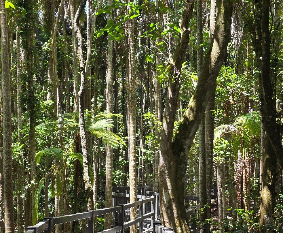 Sea Acres Rainforest Centre Port Macquarie-麦克夸利港必去景点