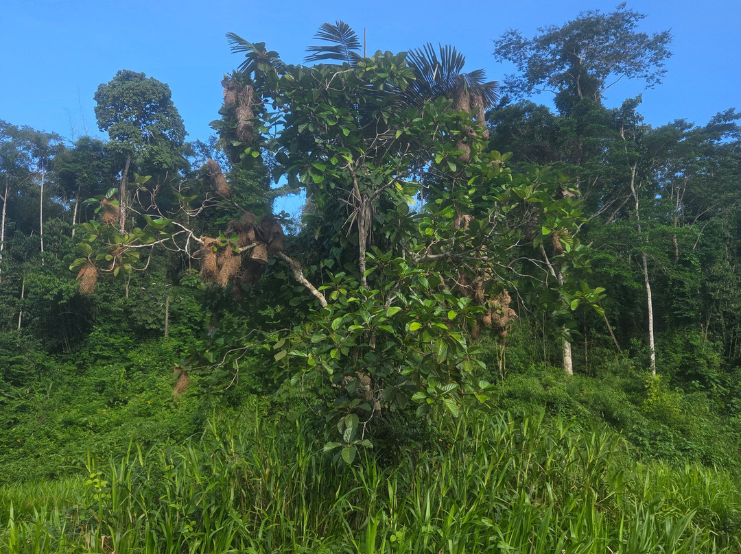 Peru Amazon Expeditions-Manu必去景点