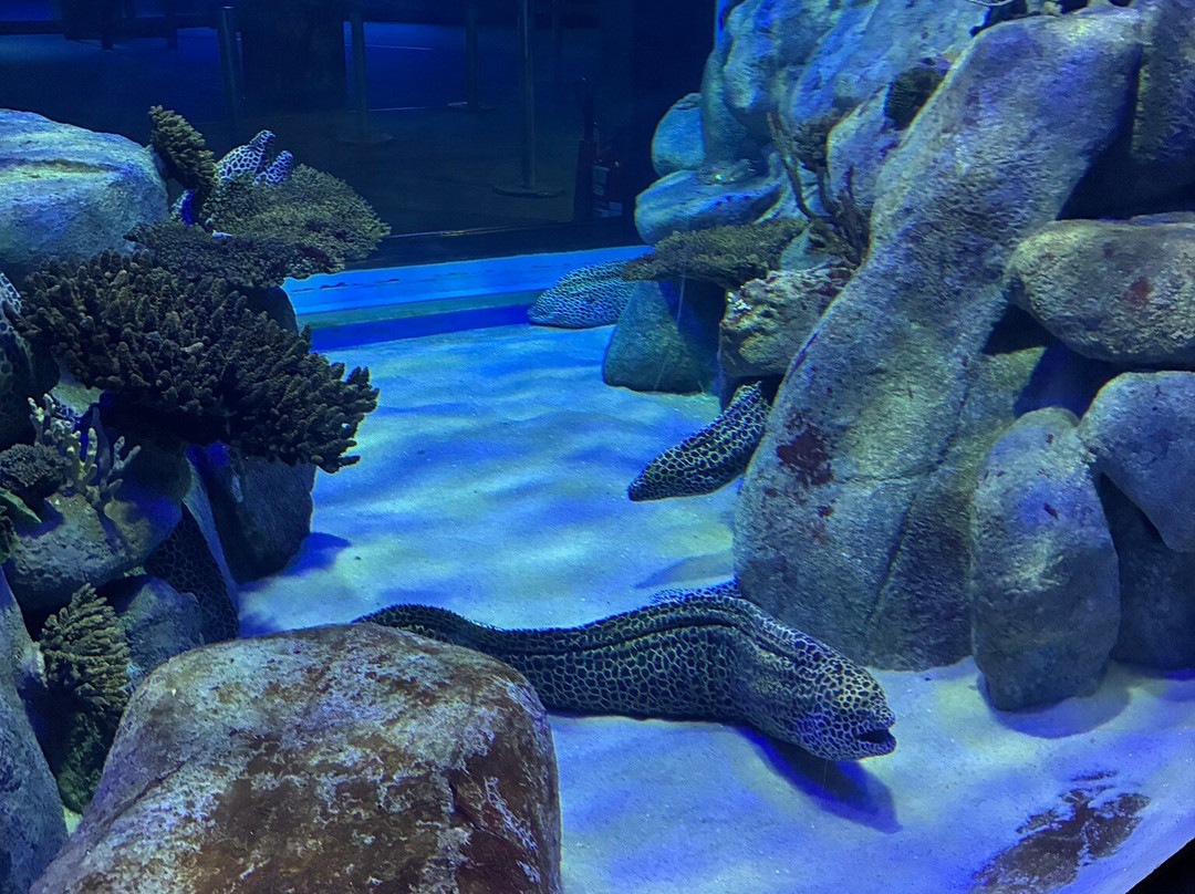 AquaRio-里约热内卢必去景点