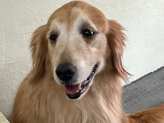 Hahahusky-马六甲必去景点