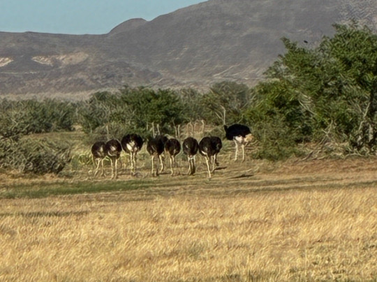Twyfelfontein Elephant Drives-Palmwag必去景点