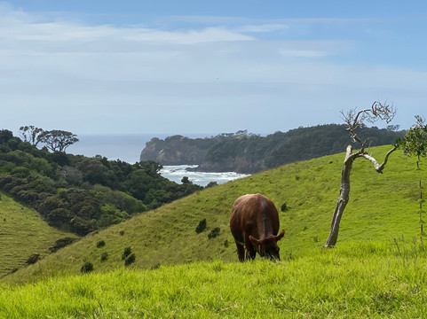 Whale Bay-Matapouri必去景点
