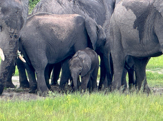 Chase Africa Safaris-鲁德普特必去景点