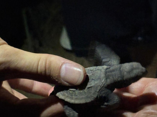 Mon Repos Turtle Encounter-邦德堡必去景点