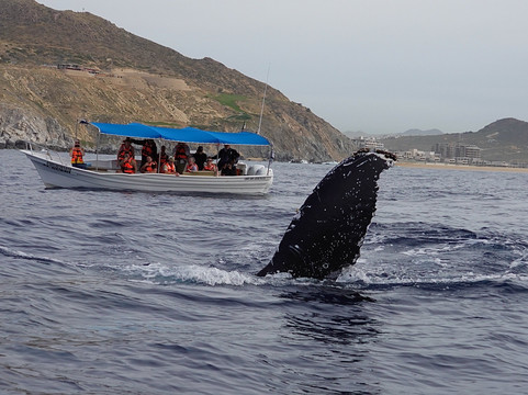 Whale Watch Cabo-卡波圣卢卡斯必去景点