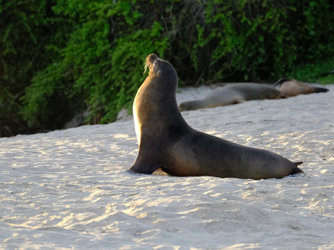 Smart Galapagos-阿约拉港必去景点