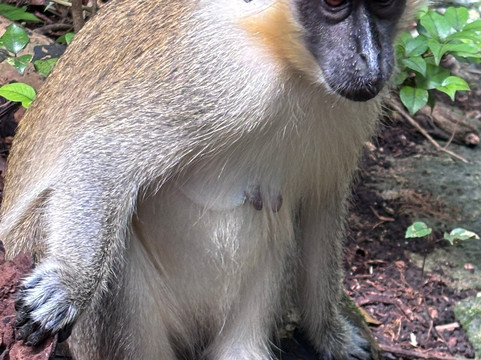 Barbados Wildlife Reserve-Saint Peter Parish必去景点