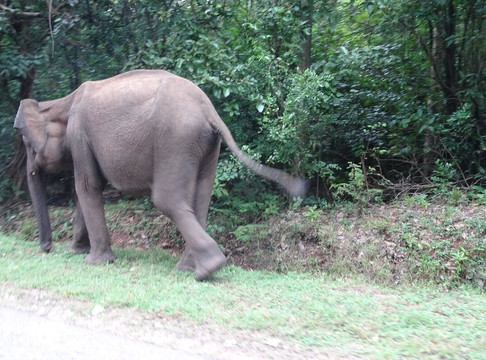 Royal Kandy tours-康提必去景点
