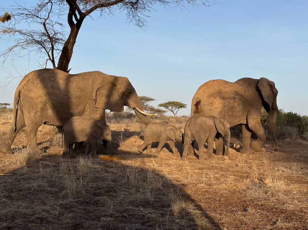 Agenzia Safari Vera Africa-东察沃国家公园必去景点