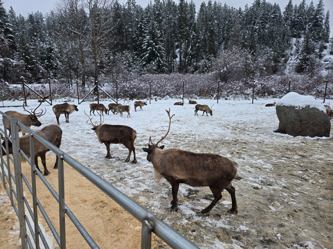 Leavenworth Reindeer Farm-莱文沃思必去景点