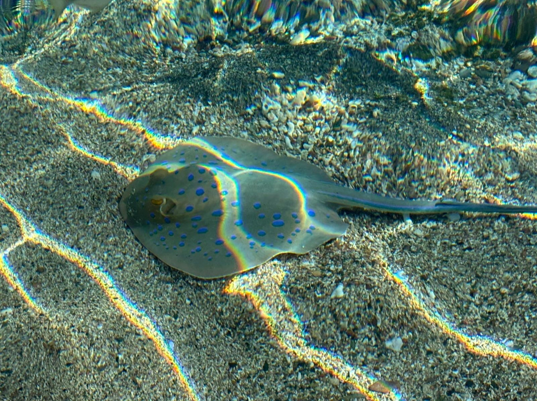 ORCA Dive Club Coral Garden