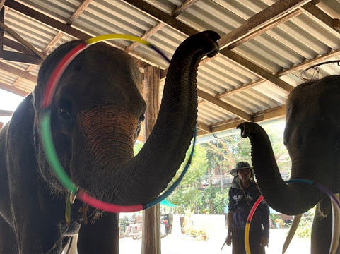 Ban Chang Thai - Elephant Camp-象岛必去景点