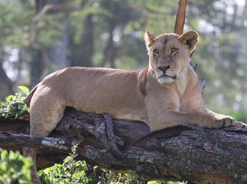 Pinnacle Alpine Tours and Treks-Naro Moru必去景点