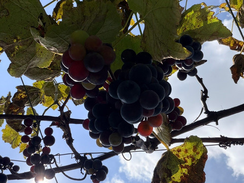 Eco Parque Conscientia Universallis-莱瓦镇必去景点