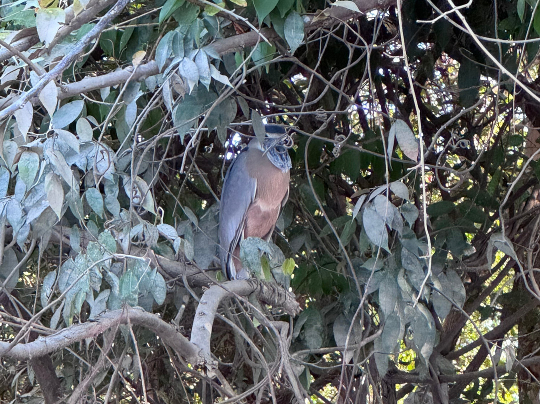 Jabiru Tours Palo Verde by Boat-Ortega必去景点