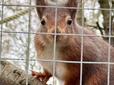 Suffolk Owl Sanctuary-Stonham Aspal必去景点