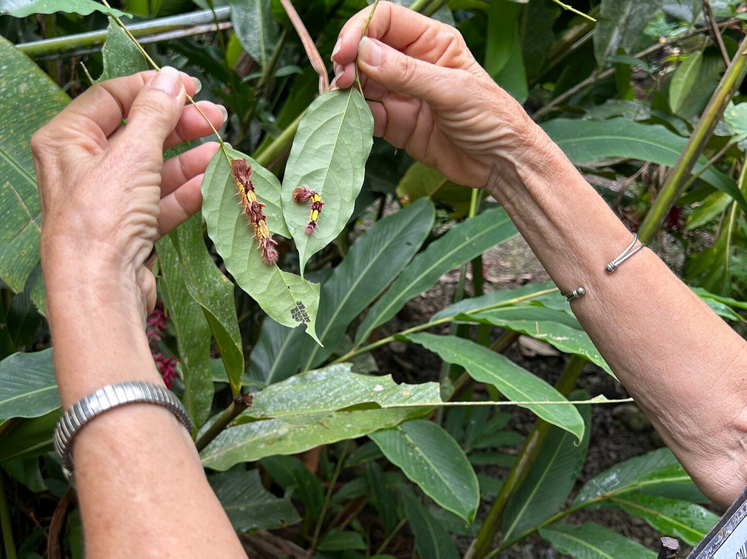 Royal Butterflies-哈科必去景点