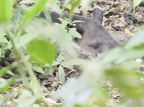 Rainforest Chronicles-希门尼斯港必去景点