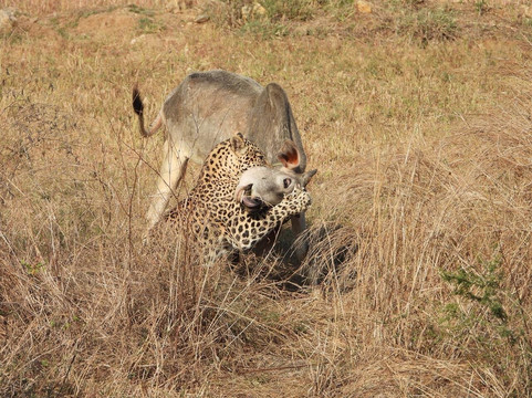 Ranakpur Jungle Safari-拉那克普必去景点