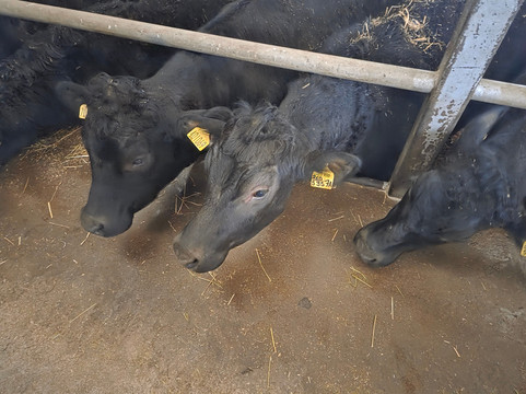 Newton Farm Holidays & Tours主图