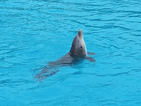 Planète Sauvage-Port-Saint-Pere必去景点