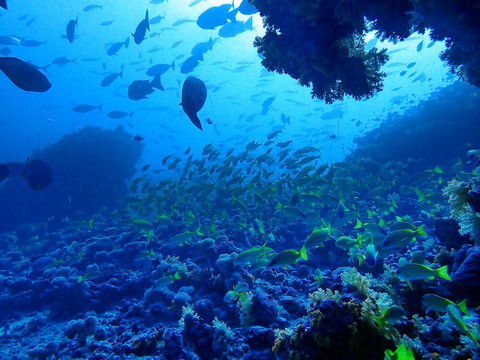 Hanimaadhoo Dive and Watersports