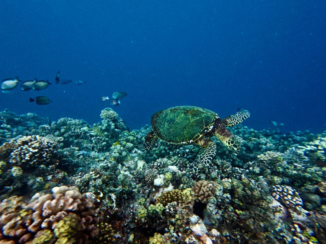 Dive and Sea Tahiti - Base nautique de Puna'auia-普纳奥亚必去景点