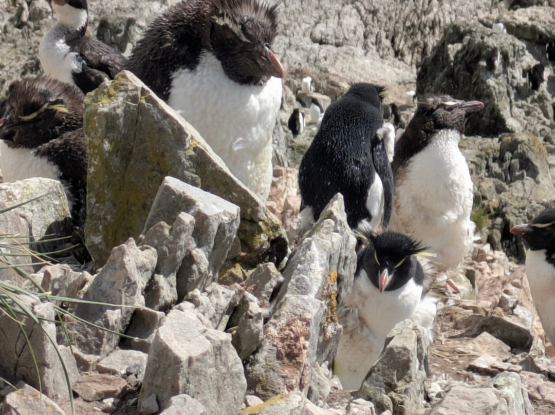 Falklands Outdoors-Stanley必去景点